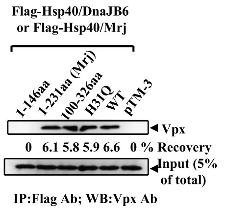 Vpx was expressed in BSC40 cells.jpg